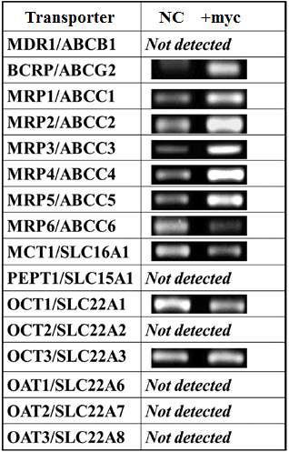 암세포에서 c-Myc의 과다발현에 따른 ABC transporter의 발현 증가 Mol Pharm 2009, 6(2): 627-33
