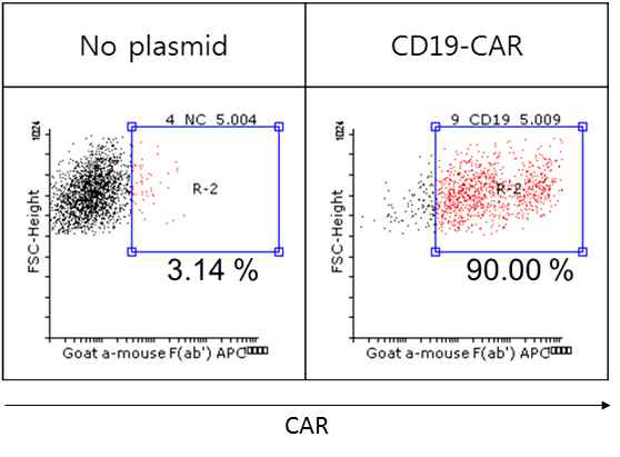 Lentivirus transduced 293T cell successfully expresses CAR