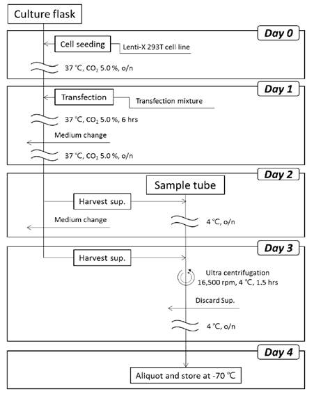 Concentrated CD19-CAR lentivirus preparation protocol