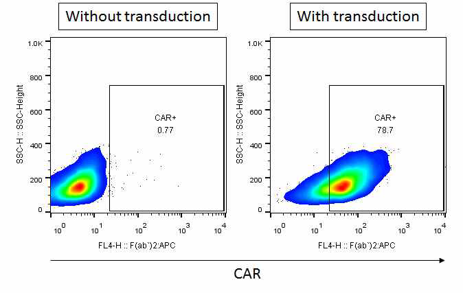 CD19-CAR-transduced PBMCs