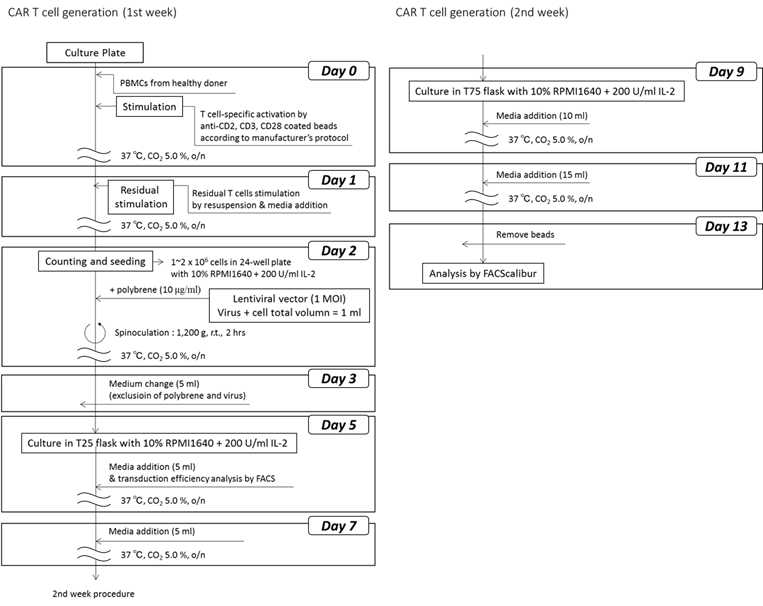 Optimized CAR T cell generation protocol