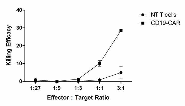 Killing efficacy of CD19-CAR T cell