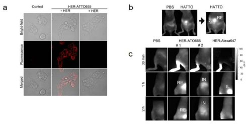 (a) HER2 과발현 BT-474세포에 대한 HER-ATTO655 결합체에 대한 특이적 결합 성능을 보여주는 공초점 현미경 자료 (ex. 633 nm, em. 638-755 nm). BT-474세포를 오른쪽 발바닥에 주사하여 준비한 림프노드 암 전이 모델에서 4주 후에 HER-ATTO655 결합체를 50 μg/100 μL 으로 (b) 정맥주사 및 (c) 발바닥 피하 주사 후, 얻은 형광영상 자료 (IN: inguinal lymphnode, RE: renal lymphnode, IL: iliac lymphnode)