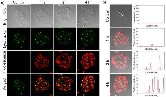 a) HCC827 세포에 Cetuximab-ATTO655 (2 μM ATTO655 equiv.)을 1 시간 처리 후 washing 한 후에 시간별로 uptake를 확인하였다. b) 시간별 uptake 정도를 비교하기 위한 그래프로 세포내 lysosome에서 형광이 밝아지는 것을 확인할 수 있다