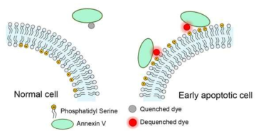 활성와 Annexin V-형광염료 결합체를 이용한 apoptosis의 실시간 모니터링 모식도. 초기 apoptosis 과정에서 phosphatidyl serin이 세포 표면에 발현이 될 때에, Annexin V-형광염료 결합체가 세포 표면에 결합하게 되면서 강한 형광신호를 발생하게 됨