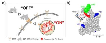 활성형 EGF-ATTO655 결합체를 이용하여, epidermal growth factor receptor(EGFR)을 과발현하는 암세포만을 선택적으로 형광영상 검출하는 모식도. 암세포 밖에서는 형광신호 발생이 억제되어 있다가, EGFR을 과발현 하는 암세포 안에 들어갔을 때에만 강한 형광신호를 발생하게 됨