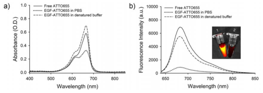 EGF 형광 결합체의 광학적 특성. a) 5 μM농도에서 ATTO655 형광 염료와 EGF 형광 결합체의 UV/Vis 흡광 스펙트럼을 비교한 결과. b) 5 μM농도에서 ATTO655 형광 염료와 EGF 형광 결합체의 형광을 비교한 결과. 완충용액 상에서 EGF-ATTO655 형광이 소광되었다가 변성완충용액 조건하에서는 형광이 다시 증가되는 것을 확인하였음. 그래프 내 형광 영상은 free ATTO655 형광 염료와 EGF-ATTO655를 IVIS 장비로 촬영하여 형광 크기를 비교한 결과임 (λex 620/10nm,λem 670/20 nm)