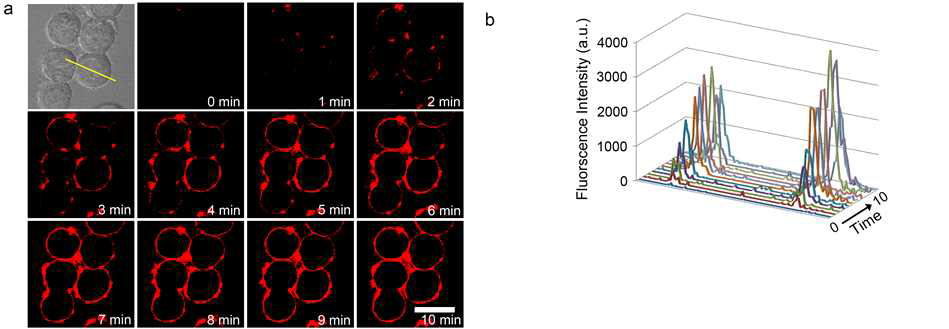 SK-BR-3 세포주 에서의 HER-ATTO680을 이용한 실시간 형광 영상 자료. (a) HER2 양성 SK-BR-3 암세포주에 HER-ATTTO680을 처리한 후에, 세척과정 없이 1분마다 형광영상을 촬영함 (λex633 nm, λem647–754 nm) . 암세포 표면에 존재하는 HER2에 결합하는 즉시, 항체 결합체의 형광이 강하게 발생함으로써, 실시간으로 HER2 발현을 영상으로 검출 할 수 있었음을 보여주는 자료. (b) 좌측의 노란색으로 표시된 부분의 형광강도를 시간에 따라 정량 분석한 프로파일