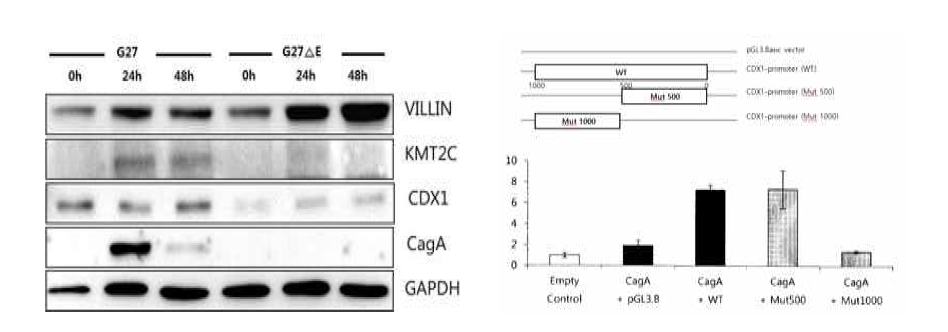 H.pylori infection increases expression of CDX-1 in HFE145 cells