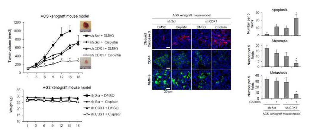 CDX-1 knockdown in AGS xenograft mouse model