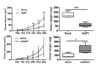 BAP1 overexpression과 down-regulation을 시행했을 때의 in vivo tumor xenograft 상의 ICC의 progression pattern