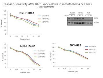 Cell viability assay in H2052, H2452, H28 cell lines (mesothelioma cell lines) after BAP1 knockdown