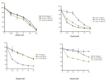 Cell viability assay in CAKI-1, ACHN, UO-31, TK-10 cell lines (renal cell cancer cell lines) after BRCA1,2 knockdown