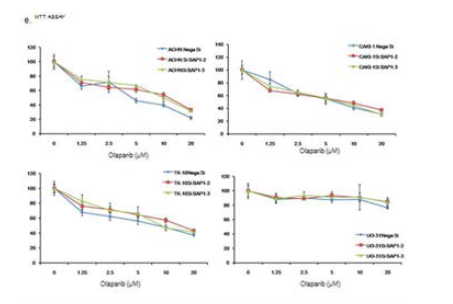 Cell viability assay in CAKI-1, ACHN, UO-31, TK-10 cell lines (renal cell cancer cell lines) after BRCA1,2 knockdown