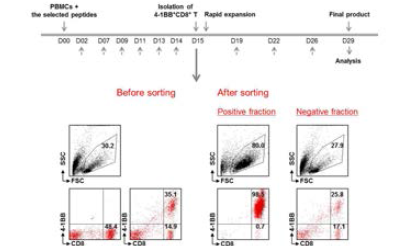 Isolation of 4-1BB+CD8+ T cells using a cell sorter (Tyto)