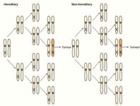 Two hit hypothesis (Knudson 2001 Nat Rev Cancer)