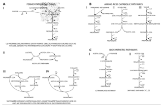 프로피온산 생성 대사 경로. A: 발효 경로; B: 아미노산 분해 경로; C: 생합성 경로