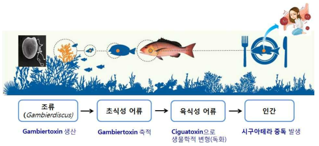 시구아테라 중독 발생 경로