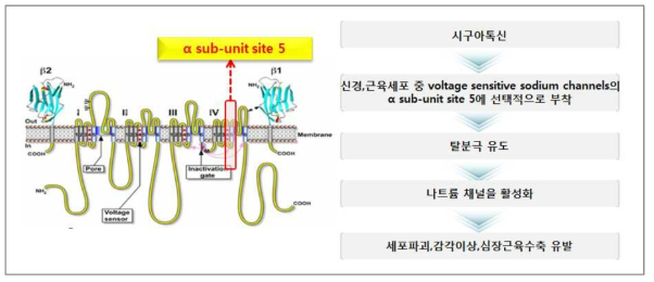 CFP toxins Mechanism of action