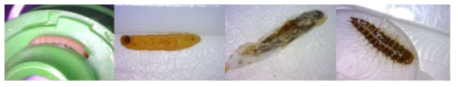 과자류에서 생존상태로 발견된 화랑곡나방 유충, 번데기 및 수시렁이 유충