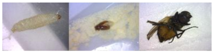 유제품에서 생존상태로 발견된 화랑곡나방 유충과 권연벌레 및 집파리 성충