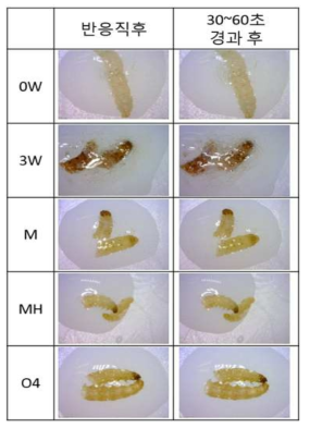 화랑곡나방 유충의 시간경과와 처리에 따른 카탈라제 반응 양상