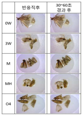 화랑곡나방 성충의 시간경과와 처리에 따른 카탈라제 반응 양상