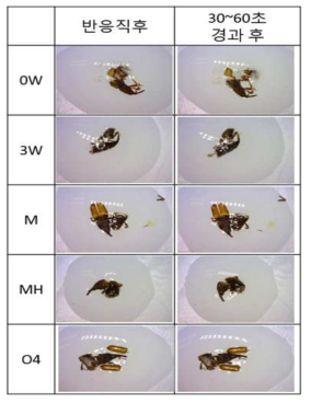 어리쌀바구미 성충의 시간경과와 처리에 따른 카탈라제 반응 양상
