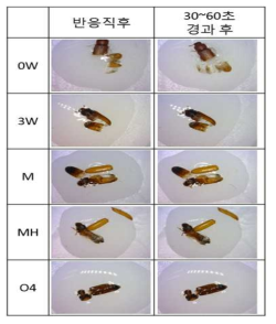 거짓쌀도둑 성충의 시간경과와 처리에 따른 카탈라제 반응 양상