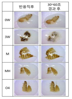 수시렁이 유충의 시간경과와 처리에 따른 카탈라제 반응 양상