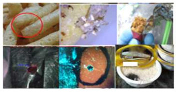 식품 유통, 보관 단계 해충 천공으로 유발되는 동물성 이물(저장해충, 곰팡이)