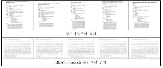 과자류 C공장 분자생물학적 동정 결과 주요 사진