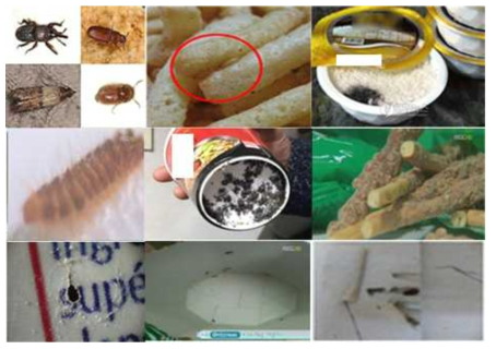 식품 유통단계 천공, 실링불량으로 발생되는 동물성 이물(저장해충, 곰팡이)