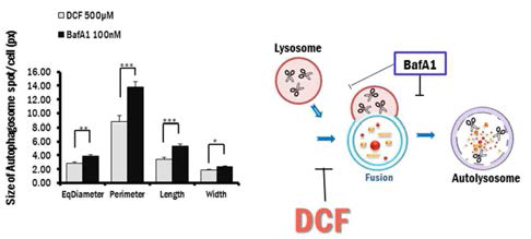 Autolysome 크키를 정량적으로 비교하여, DCF는 BafA1과는 다르게 autophagosome과 lysosome과의 fusion을 억제