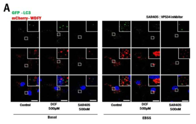 GFP-LC3와 mCherry-WDFY (PI3P marker)를 발현하는 HepG2 cell을 이용하여 DCF가 영양분이 있는 상태 (basal)와 영양분이 고갈된 상태 (EBSS)에서 omegasome 생성에 미치는 영향 조사