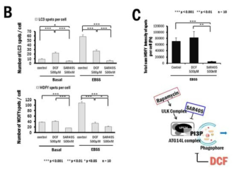 Autophagosome (green LC3 sopt)과 omegasome (red PI3P spot)의 생성에 대한 DCF의 효과 분석