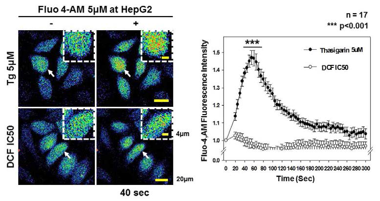 Fluo4 dye와 실시간 세포영상 분석법을 이용한 세포질 칼슘이온 농도 변화 분석