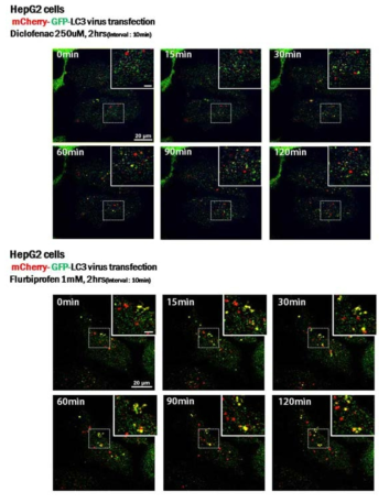 mCherry-GFP-LC3를 발현하는 HepG2 세포에서 DCF (윗 panel)와 Flurbiprofen (아래 panel)의 초기 오토파지에 미치는 영향 조사