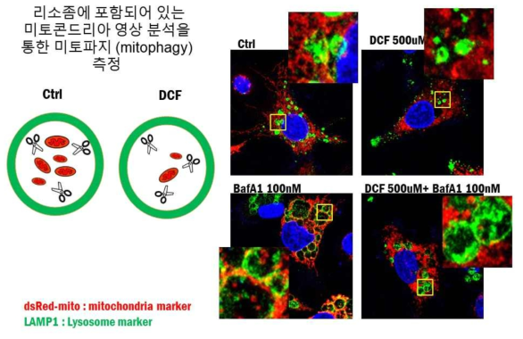 DCF와 BafA1을 처리한 세포와 대조군의 세포에서 미토콘드리아 (ds-red mito 발현, red)와 리소좀 (anti-LAMP1 형광 항체, green) 영상 분석