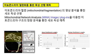 MiNA Image J plug-ins을 이용한 미토콘드리아 절편 정량적 분석