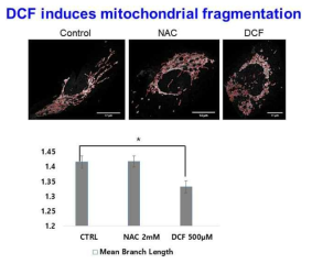 MiNA를 이용한 DCF와 NAC의 미토콘드리아 절편화 영향 분석. DCF와 NAC를 8시간 동안 HepG2 세포에 처리함