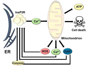 소포체-미토콘드리아 항상성과 세포사멸
