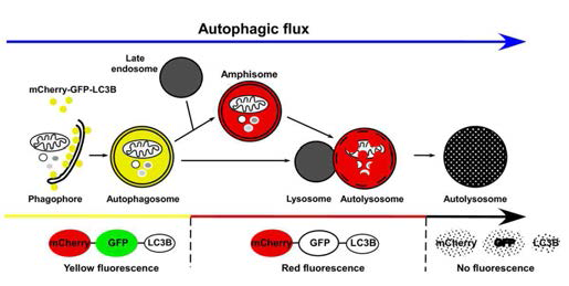 Tandem Fluorescent Tagged LC3 Assay