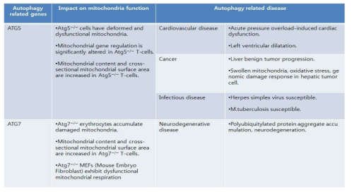 오토파지 유전자 억제와 관련된 미토콘드리아 손상 및 질병