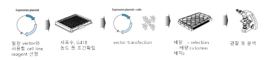 GFP-LC3 stable 세포주 구축 과정