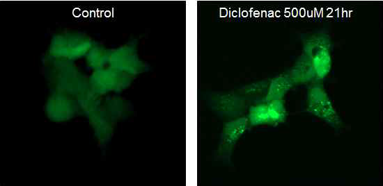 Diclofenac의 LC3 dot 변화 확인