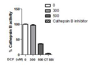 Cathepsin activity