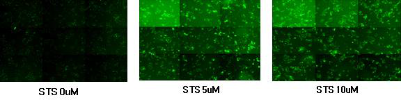 Staurosporine 처리 후 caspase-3/7 activity 변화 측정