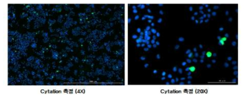 Tamoxifen 처리 후 cleaved parp 변화 측정