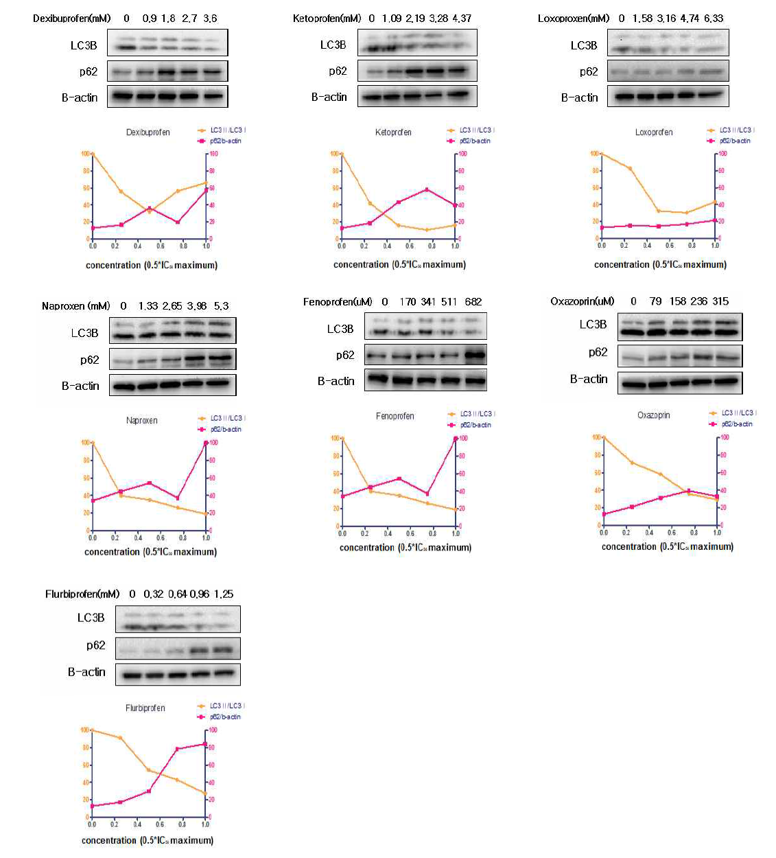 Propionic acid 계열 NSAIDs의 autophagy 단백질 변화